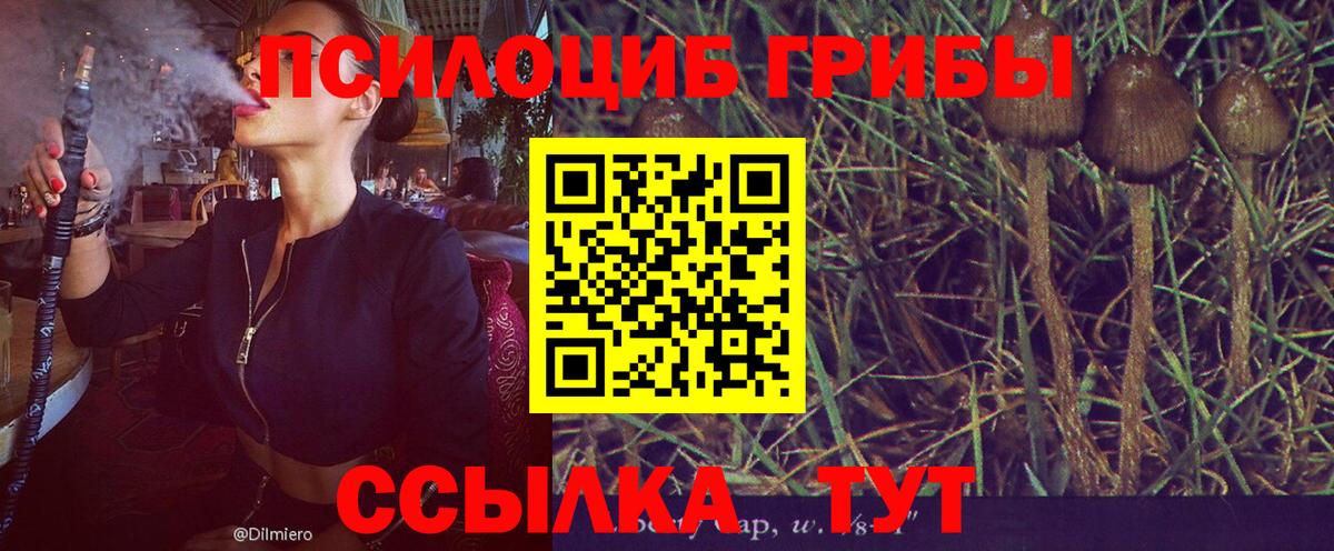 Галлюциногенные грибы Psilocybine cubensis  Лысьва 